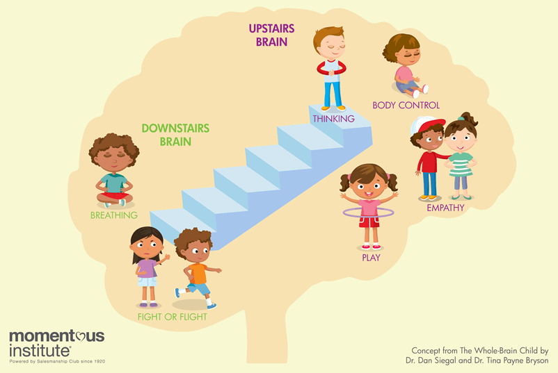 Diagram showing concept from 'The Whole Brain Child'