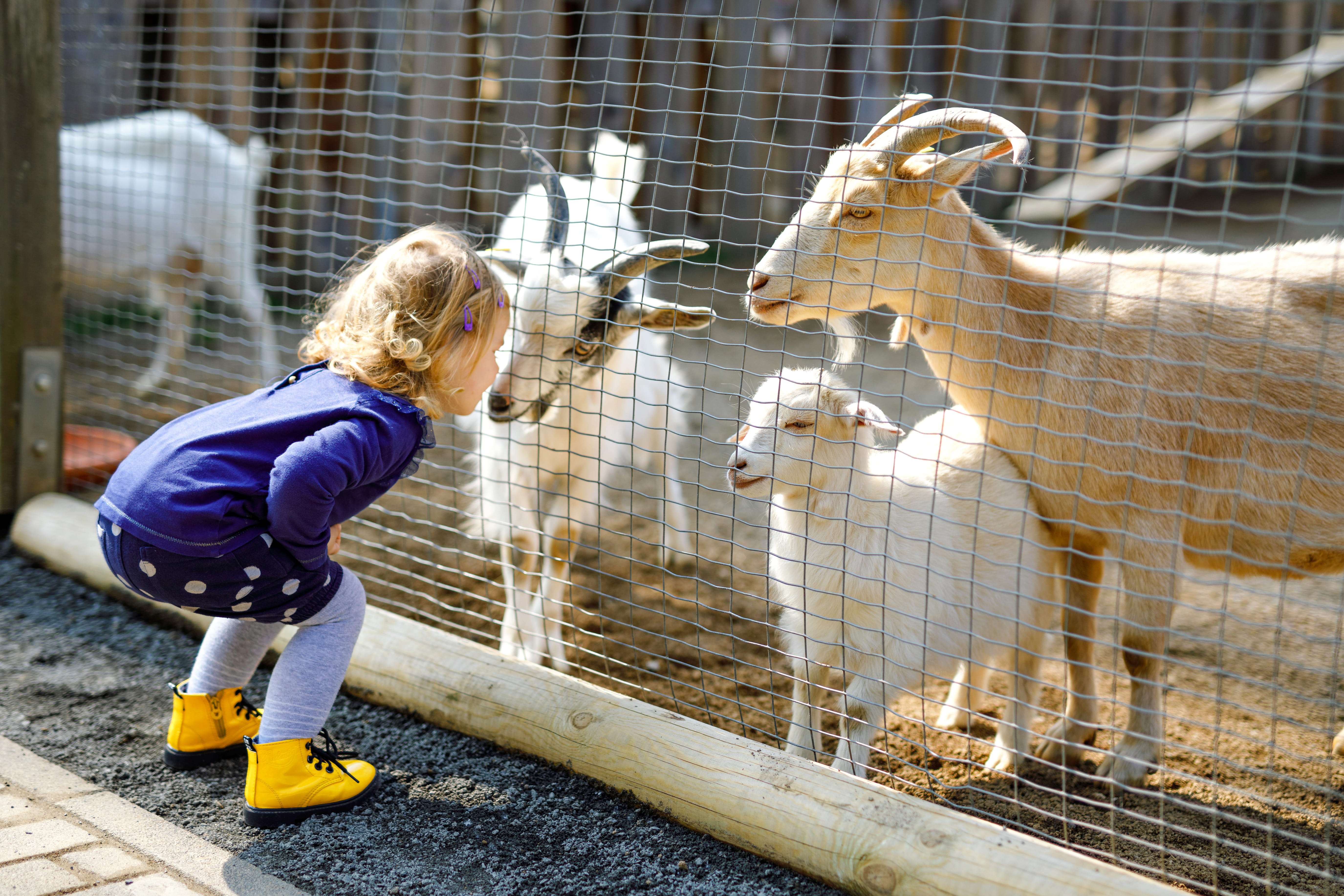 Child at the farm